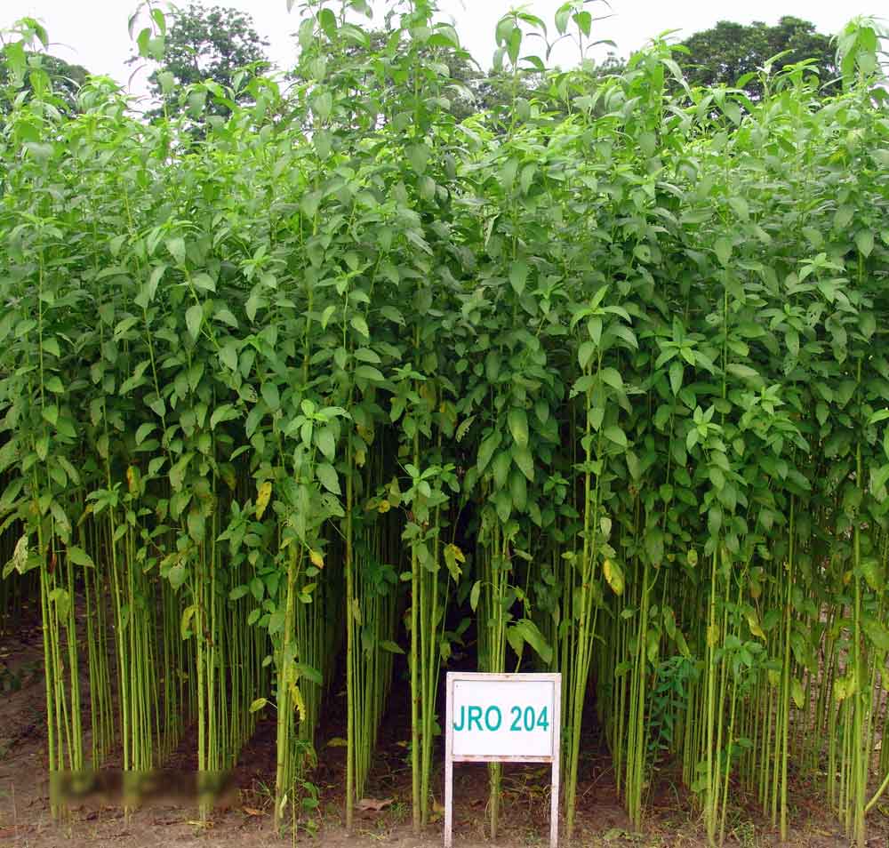 Jute Cultivation Area Rises Vashisht Jute Agencies Private Limited